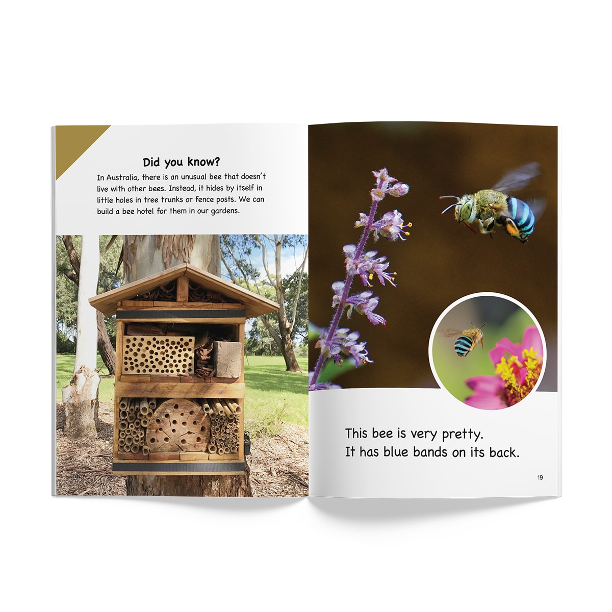 InitiaLit Reader 10.7 Ants and Bees (Shared, The Wattle Series) - Image 3