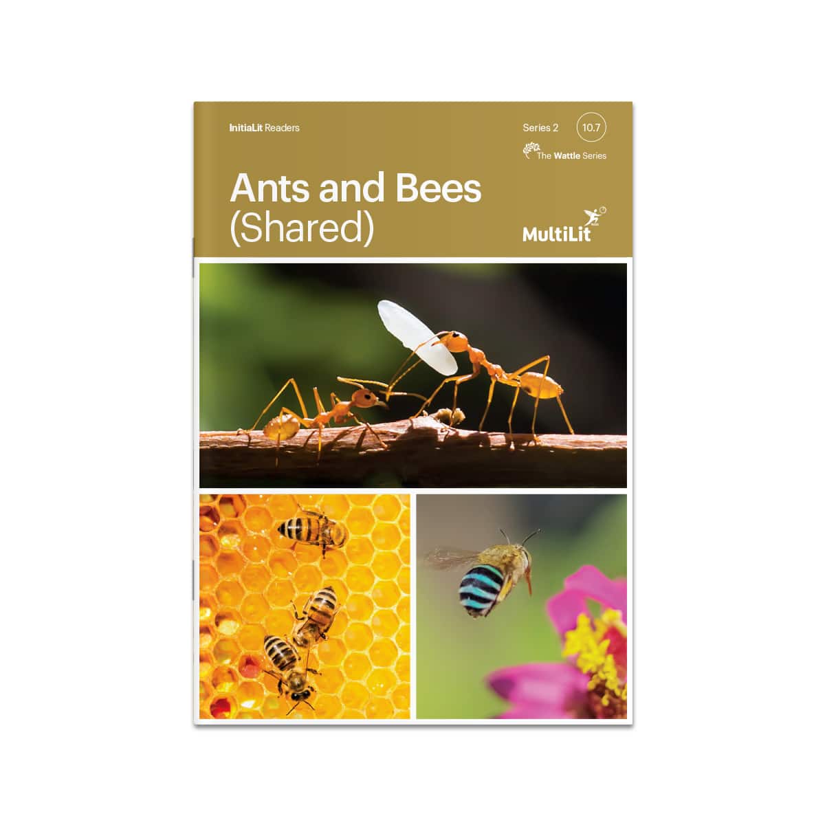 InitiaLit Reader 10.7 Ants and Bees (Shared, The Wattle Series)